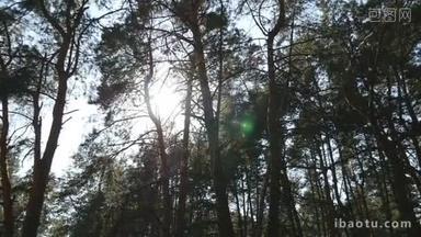 在厚厚的落叶林的跟踪拍摄。阳光透过树闪闪发光。与阳光照耀的森林。太阳光线通过树木和树枝落叶林光照.